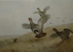 Archibald Thorburn print English Grey Legged Partridge