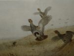 Archibald Thorburn print English Grey Legged Partridge