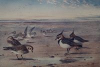 Archibald Thorburn print Peewits and Golden Plovers