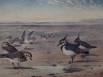 Archibald Thorburn print Peewits and Golden Plovers