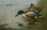 Archibald Thorburn print Shoveller Ducks