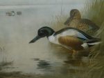 Archibald Thorburn print Shoveller Ducks