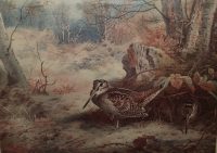 Archibald Thorburn print Woodcock in Woodland