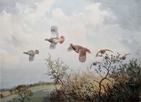 JC Harrison Grey Partridge in flight