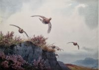 JC Harrison Print Red Grouse over Moorland