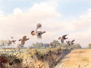 J.C. Harrison Print Partridge